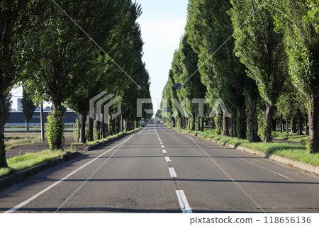九月中旬,北海道岩見澤市一排排可愛的白楊樹 九月中旬,北海道岩見澤市一排排可愛的白楊樹 118656136