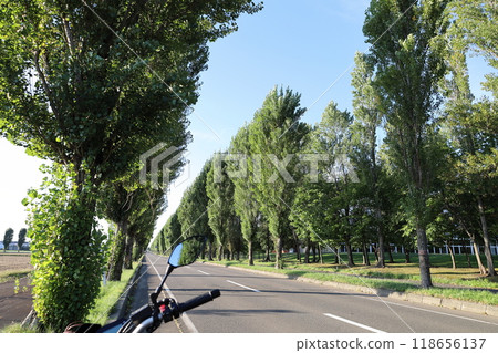 九月中旬，北海道岩見澤市一排排可愛的白楊樹 118656137