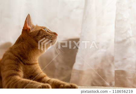 look up look up 118656219