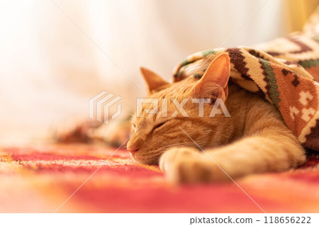 Kotatsu Cat 2 118656222