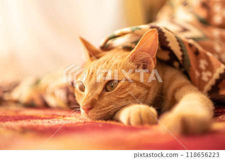 Kotatsu cat 1 118656223