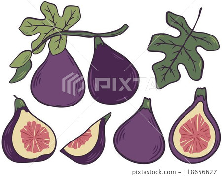 Fig fruits hand drawn color set illustration Fig fruits hand drawn color set illustration 118656627