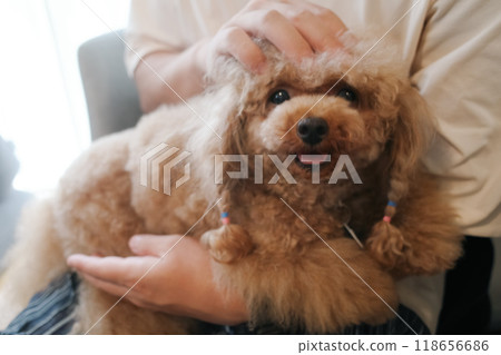 A toy poodle looking happy as it is petted by a man A toy poodle looking happy as it is petted by a man 118656686