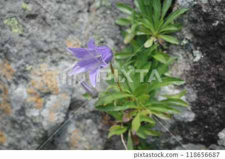 岩木峽高山植物 岩木峽高山植物 118656687