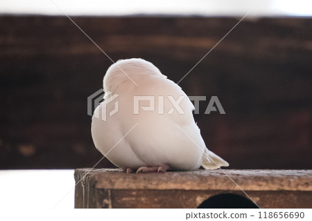 Sleeping Java Sparrow Sleeping Java Sparrow 118656690