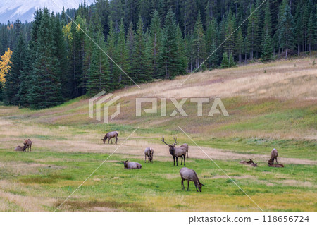A herd of wild elk foraging and rest in prairie at forest edge in autumn foliage season. Banff National Park, Canadian Rockies. Alberta, Canada. 118656724