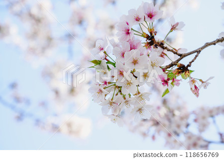 White background with white cherry blossoms. publicity material White background with white cherry blossoms. publicity material 118656769