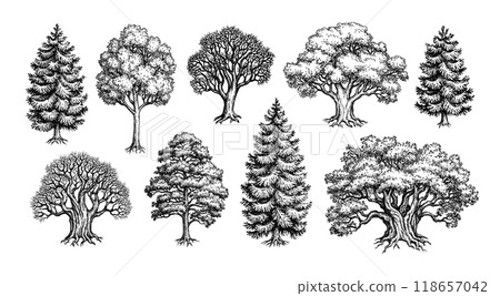 Collection of forest trees. 118657042
