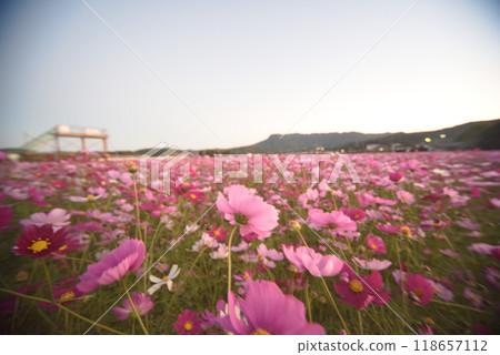 Nakatsu City (Sanko Village) Sanko Cosmos Garden 118657112