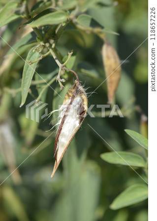 White swallow-wort White swallow-wort 118657226