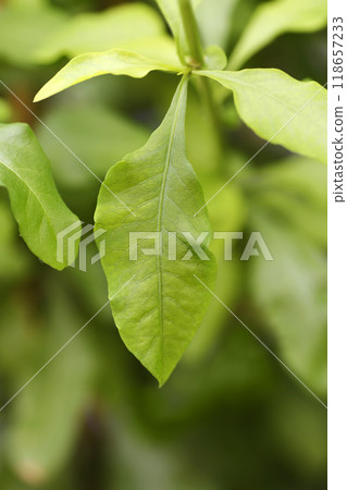 Blue plumbago 118657233