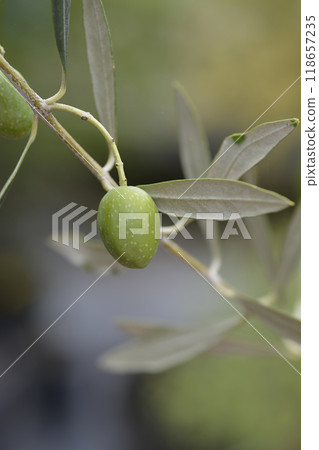 Common olive Common olive 118657235