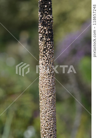 Bulrush millet 118657248