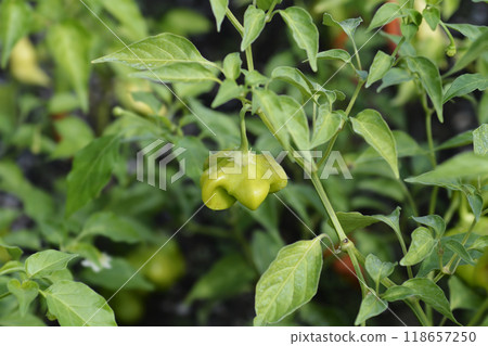 Chilli pepper plant Christmas Bell 118657250