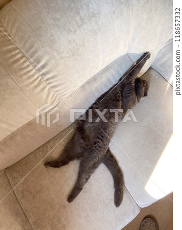 Playful grey scottish fold cat lying upside down on a beige couch, pet at home. Domestic bliss and comfort and relaxation concept Playful grey scottish fold cat lying upside down on a beige couch, pet at home. Domestic bliss and comfort and relaxation concept 118657332