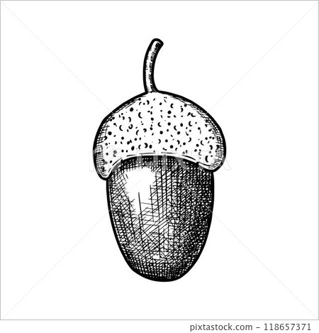 Hand drawn acorn. Vector illustration 118657371