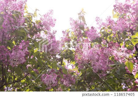 Lilac flowers blooming. Lilac flowers blooming. 118657405