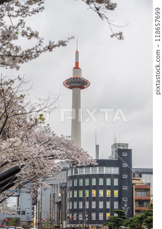 [京都] 京都塔與櫻花 118657699