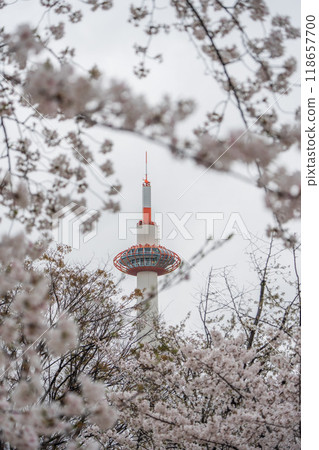 [京都] 京都塔與櫻花 118657700