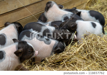 A group of playful piglets exploring straw bedding in a cozy barn setting during the early morning hours of spring A group of playful piglets exploring straw bedding in a cozy barn setting during the early morning hours of spring 118657762