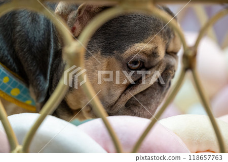 A curious French Bulldog exploring a colorful display of fluffy cushions in a cozy indoor setting 118657763