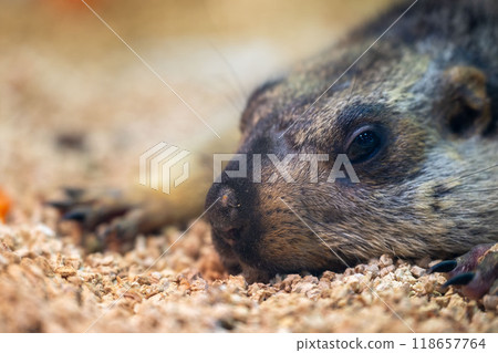 Close-up of a groundhog resting on soft ground in a natural setting during a sunny afternoon in a wildlife habitat 118657764