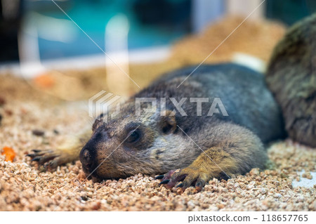 A groundhog resting comfortably among wood shavings in a cozy indoor habitat during the afternoon 118657765
