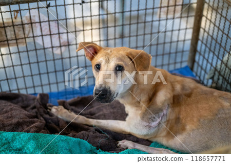 A rescue dog resting in a kennel at an animal shelter, waiting for a loving home and new family to adopt them 118657771