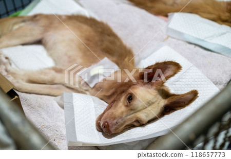 Rescued dog resting on a soft bedding in an animal shelter following a medical treatment 118657773
