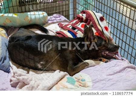 A relaxed dog lounging in its cozy bed surrounded by colorful blankets at an animal shelter in the afternoon light 118657774