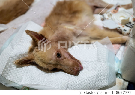 Rescued puppy resting on a soft blanket in a cozy indoor space during the night Rescued puppy resting on a soft blanket in a cozy indoor space during the night 118657775