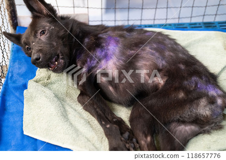A rescued dog lies on a green towel in a veterinary clinic, showing signs of recovery and care after treatment for skin issues 118657776