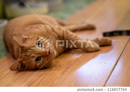 Ginger cat lounging comfortably on wooden floor in cozy indoor setting during afternoon relaxation 118657784