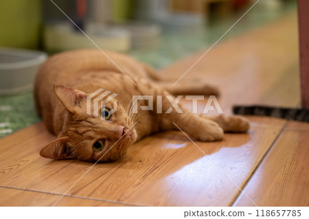A relaxed orange cat lounging on a wooden floor in a cozy indoor space during daylight hours 118657785