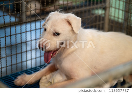 Friendly white dog resting in a kennel at an animal shelter during a sunny afternoon 118657787