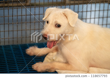 A playful white dog relaxing on a blue mat in an animal shelter, waiting for adoption and a loving home A playful white dog relaxing on a blue mat in an animal shelter, waiting for adoption and a loving home 118657793