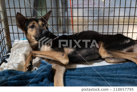 A rescued dog resting in its kennel at an animal shelter during the afternoon, awaiting adoption from loving owners 118657795