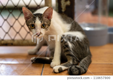 A curious cat explores its indoor space with potted plants and wooden floors in a warmly lit room during the afternoon hours A curious cat explores its indoor space with potted plants and wooden floors in a warmly lit room during the afternoon hours 118657800