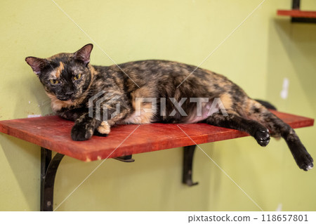 A relaxed tortoiseshell cat lounging on a wooden shelf in a cozy indoor space during the daytime A relaxed tortoiseshell cat lounging on a wooden shelf in a cozy indoor space during the daytime 118657801