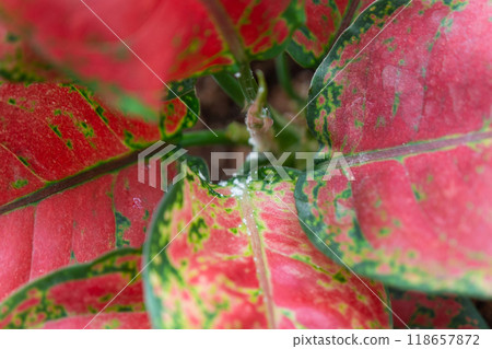 Red leaves home plant affected by white coating of mealybug of the parasite, small insects, Problems in the cultivation of domestic plants. Plant treatment and pest and fungus control Red leaves home plant affected by white coating of mealybug of the parasite, small insects, Problems in the cultivation of domestic plants. Plant treatment and pest and fungus control 118657872