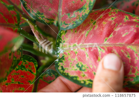 Red leaves home plant affected by white coating of mealybug of the parasite, small insects, Problems in the cultivation of domestic plants. Plant treatment and pest and fungus control Red leaves home plant affected by white coating of mealybug of the parasite, small insects, Problems in the cultivation of domestic plants. Plant treatment and pest and fungus control 118657875