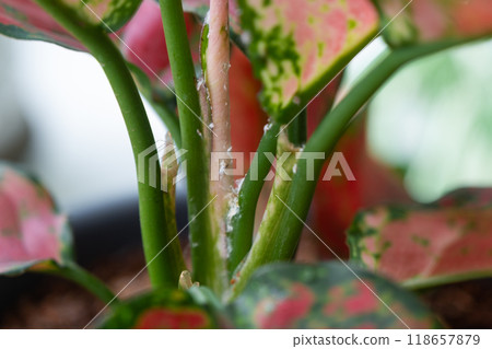 Red leaves home plant affected by white coating of mealybug of the parasite, small insects, Problems in the cultivation of domestic plants. Plant treatment and pest and fungus control Red leaves home plant affected by white coating of mealybug of the parasite, small insects, Problems in the cultivation of domestic plants. Plant treatment and pest and fungus control 118657879