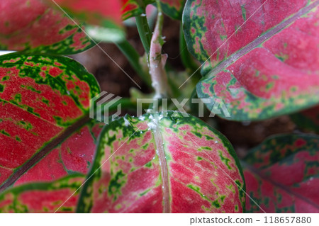 Red leaves home plant affected by white coating of mealybug of the parasite, small insects, Problems in the cultivation of domestic plants. Plant treatment and pest and fungus control 118657880
