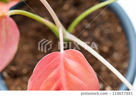 Red leaves home plant affected by white coating of mealybug of the parasite, small insects, Problems in the cultivation of domestic plants. Plant treatment and pest and fungus control 118657881