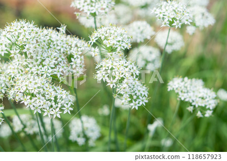 Nira Flower 118657923