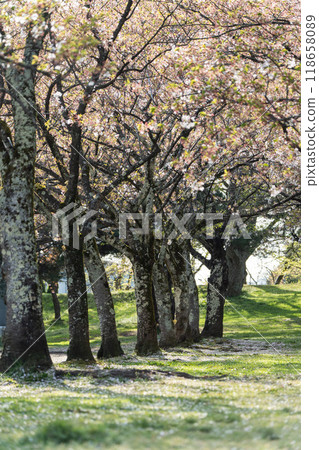 [Shonai scenery] Shonai Shrine and falling cherry blossoms 118658089