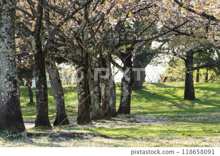 [Shonai scenery] Shonai Shrine and falling cherry blossoms 118658091