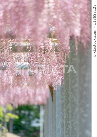 [Shonai scenery] Wisteria flowers_Fujishima Historical Park (Tsuruoka City) 118658125