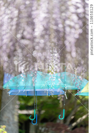 [Shonai scenery] Wisteria flowers_Fujishima Historical Park (Tsuruoka City) 118658129