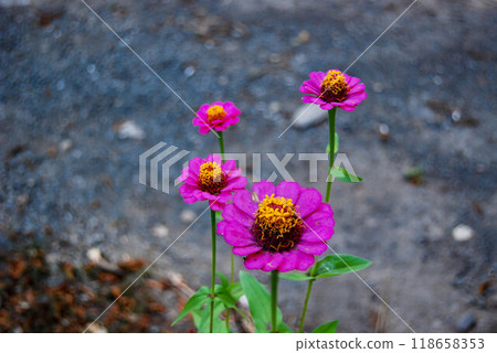 A cluster of bright pink zinnia flowers with a bokeh effect. Four beautiful flowers of the herb or subshrub Zinnia, of the Asteraceae family. A cluster of bright pink zinnia flowers with a bokeh effect. Four beautiful flowers of the herb or subshrub Zinnia, of the Asteraceae family. 118658353
